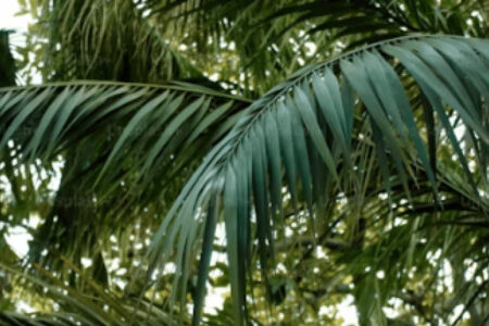 Restaurant Geschenk Gutschein PALMZ Acai, Coffee & More in 